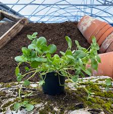 Image result for Brunnenkresse