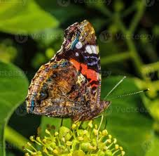 Attēlu rezultāti vaicājumam “Vanessa atalanta”