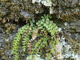 Attēlu rezultāti vaicājumam “Asplenium viride”