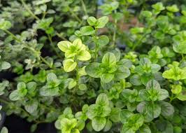 Image result for Thymian