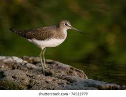 Attēlu rezultāti vaicājumam “Tringa ochropus”