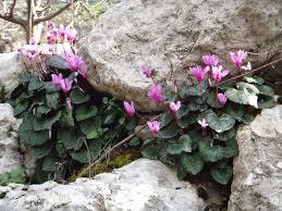 Image result for Cyclamen persicum