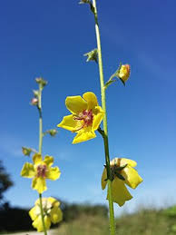 Image result for Verbascum blattaria