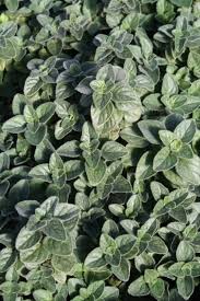 Attēlu rezultāti vaicājumam “Origanum vulgare”