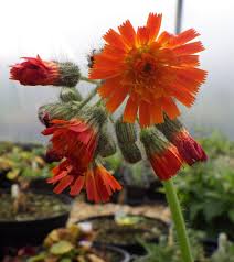 Attēlu rezultāti vaicājumam “Pilosella aurantiaca flower”