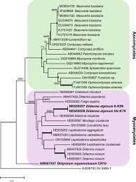 Attēlu rezultāti vaicājumam “Didymium aggregatum”