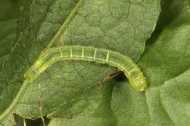 Attēlu rezultāti vaicājumam “Pseudeustrotia candidula”