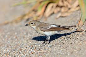 Attēlu rezultāti vaicājumam “Ficedula hypoleuca juvenile”