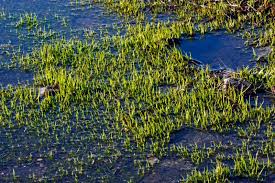 Attēlu rezultāti vaicājumam “Isoetes lacustris leaf”