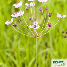 Attēlu rezultāti vaicājumam “Butomus umbellatus fruit”