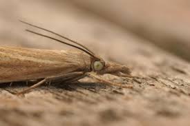 Attēlu rezultāti vaicājumam “Chrysoteuchia culmella”