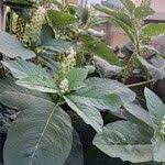 Attēlu rezultāti vaicājumam “Phytolacca acinosa leaf”