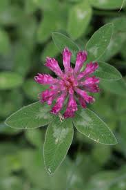Attēlu rezultāti vaicājumam “Trifolium medium flower”