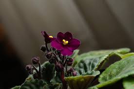 Image result for Saintpaulia ionantha Culitvar