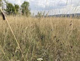Attēlu rezultāti vaicājumam “Gynaephora selenitica larva”