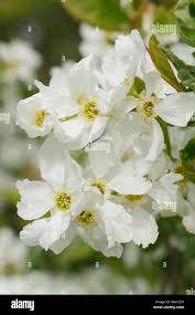 Attēlu rezultāti vaicājumam “Exochorda giraldii var. wilsonii”