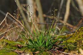 Attēlu rezultāti vaicājumam “Luzula pilosa fruit”