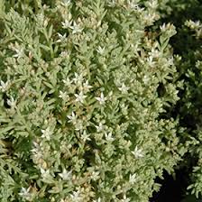 Attēlu rezultāti vaicājumam “Sedum hispanicum leaf”