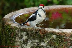 Attēlu rezultāti vaicājumam “Dendrocopos major juvenile”