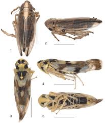Attēlu rezultāti vaicājumam “Eupteryx vittata”