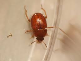 Attēlu rezultāti vaicājumam “Leiodidae”