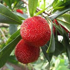 Attēlu rezultāti vaicājumam “Myrica gale fruit”