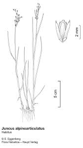 Attēlu rezultāti vaicājumam “Juncus alpinoarticulatus”