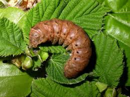 Attēlu rezultāti vaicājumam “Noctua fimbriata larva”