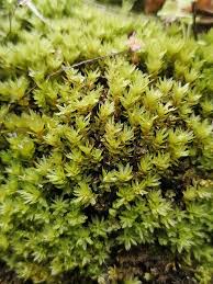 Attēlu rezultāti vaicājumam “Mnium stellare”