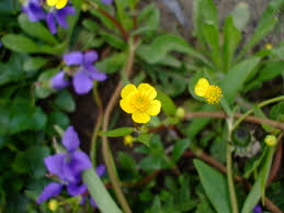Attēlu rezultāti vaicājumam “Ranunculus flammula”