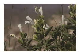 Attēlu rezultāti vaicājumam “Dracocephalum ruyschiana fruit”