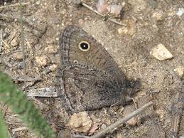 Attēlu rezultāti vaicājumam “Aleurochiton aceris nymph”