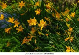 Attēlu rezultāti vaicājumam “Hemerocallis lilioasphodelus flower”