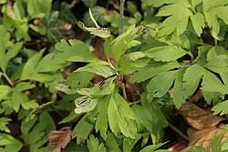 Attēlu rezultāti vaicājumam “Urocystis anemones”