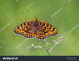 Attēlu rezultāti vaicājumam “Melitaea phoebe”
