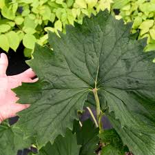 Attēlu rezultāti vaicājumam “Ligularia sibirica leaf”