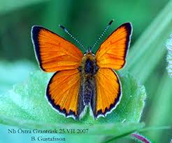 Attēlu rezultāti vaicājumam “Lycaena virgaureae male”