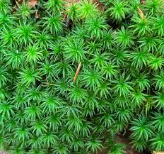 Attēlu rezultāti vaicājumam “Pleurocarpous mosses”