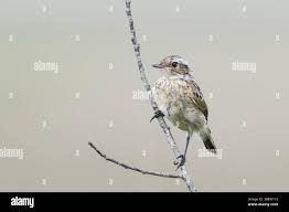 Attēlu rezultāti vaicājumam “Saxicola rubetra juvenile”