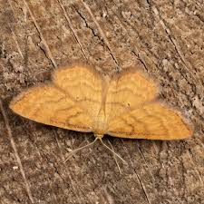 Attēlu rezultāti vaicājumam “Idaea serpentata”