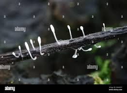 Attēlu rezultāti vaicājumam “Typhula setipes”