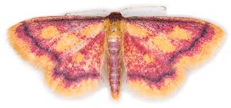 Attēlu rezultāti vaicājumam “Idaea muricata”