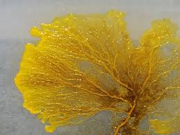 Attēlu rezultāti vaicājumam “Didymium serpula spores”