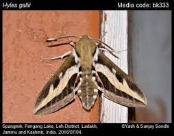 Attēlu rezultāti vaicājumam “Hyles gallii imago”