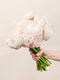 Attēlu rezultāti vaicājumam “Ranunculus elatior flower”