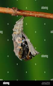 Attēlu rezultāti vaicājumam “Retinia resinella pupa”