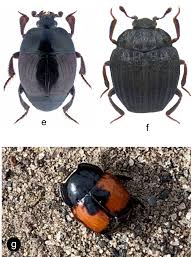 Attēlu rezultāti vaicājumam “Histeridae”