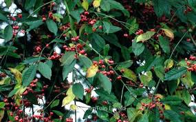 Attēlu rezultāti vaicājumam “Euonymus europaeus leaf”