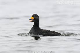 Attēlu rezultāti vaicājumam “Melanitta nigra male”