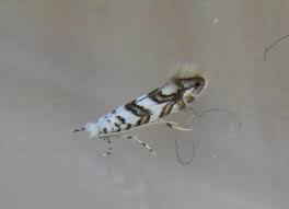 Attēlu rezultāti vaicājumam “Phyllonorycter platanoidella”